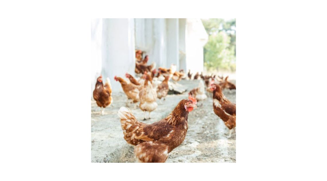 Control and treatment of worms in chickens